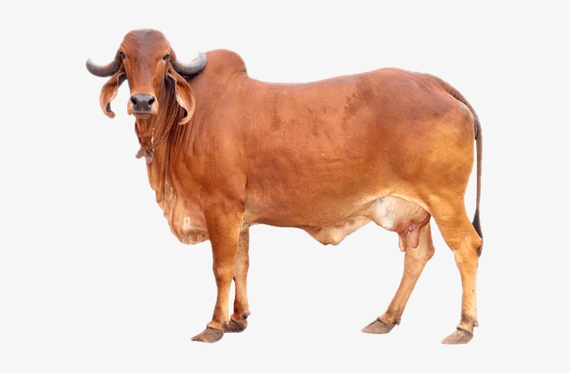 નર્મદા ગૌમાતા